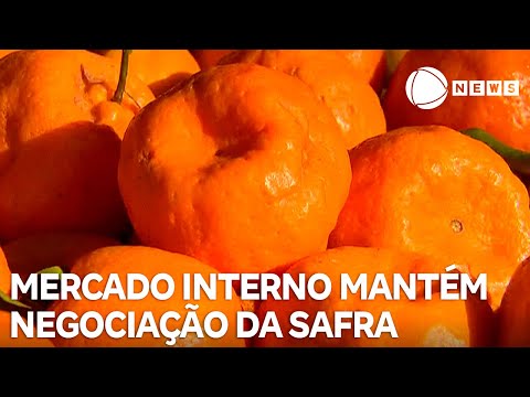 Mercado interno de citros mantém a negociação da safra 2025/2026