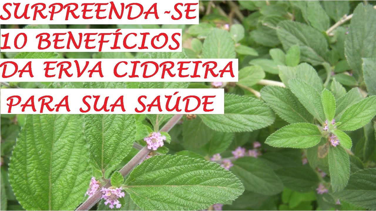 plantei melissa (erva cidreira) benefícios para saúde !