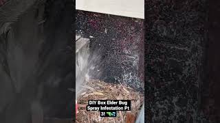Box Elder Infestation & DIY Spray Pt. 3
