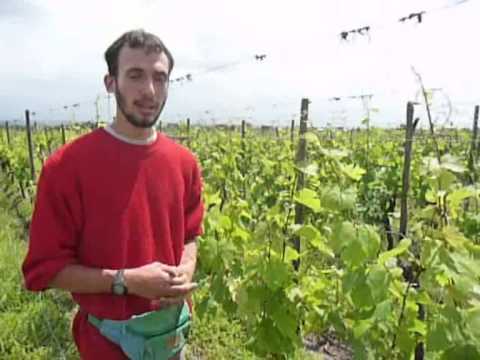 comment traiter vigne