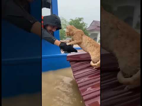 กู้ภัยช่วยแมวติดน้ำท่วมอยู่บนหลังคา