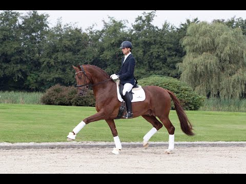 My Vitality - Stallion Collection Schockemoehle & Helgstrand 2021 ENG