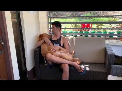 Cuddling makes me feel loved | Azra the Golden Retriever