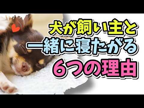 あなたの犬があなたと一緒に寝る6つの理由
