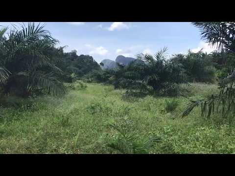 Flat 9 Rai Land Plot for Sale in the Nong Thaley Area of Krabi