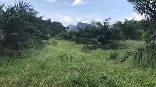 Flat 9 Rai Land Plot for Sale in the Nong Thaley Area of Krabi