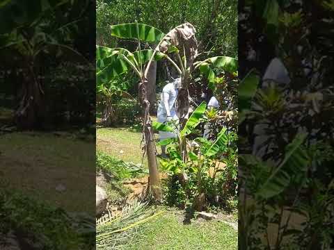 Tata Yaw #Ancestors #Spirituality#Suriname#Ghana