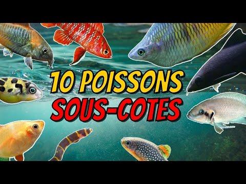 10 POISSONS SOUS-COTES EN AQUARIUM D'EAU DOUCE ! 🐠 [ ANI' MOOD ]