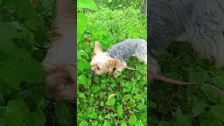 ミストが気持ちいいももちゃん #癒し #ヨーキー #犬のいる暮らし #可愛い #散歩#ももちゃん日和