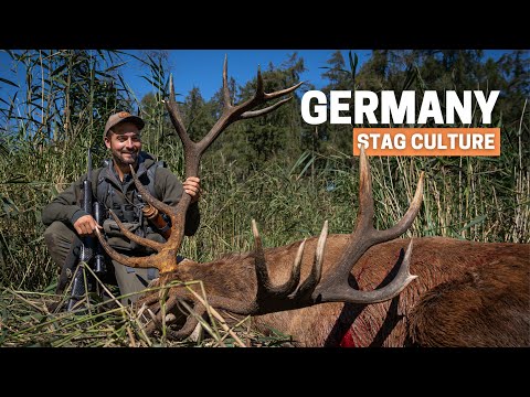 Unbelievable Free Range Stag while hunting deer in Germany! 🌿 STAG CULTURE