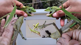 I caught a Green Crested Lizard, a large Egyptian grasshopper, and a slant-faced grasshopper