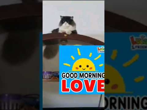 Lovely 🥰💥 youtubeshorts#ytshorts#shortsfeed#youtube#hindishortsvideos#@Dontstopmeowing#@razia-1230