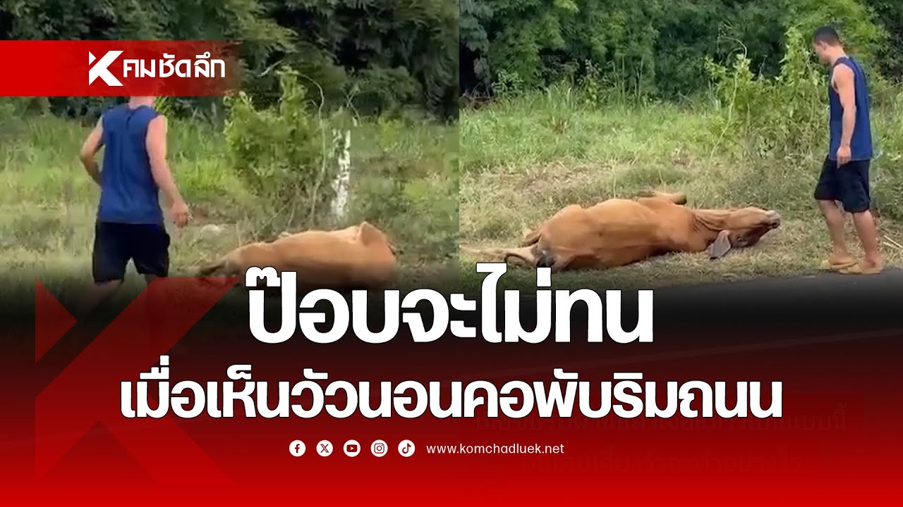 ป๊อบจะไม่ทน เมื่อเห็นวัวนอนคอพับริมถนน