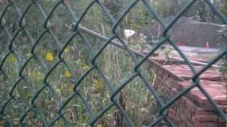 preview picture of video 'Aurora Partners III view of Aurora City Service Center dumping grounds 9-23-12'