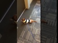 Sprout Tiny Puppy Takes Morning Stretch