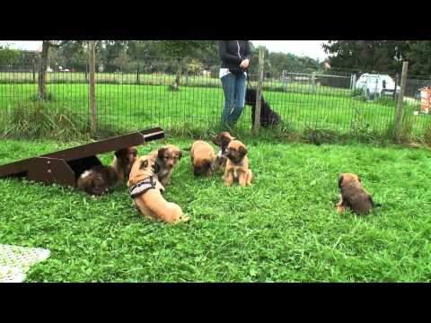 14 09 03   03   Begegnung mit Mops   Teil 1