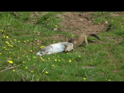 STOAT HUNTING A RABBIT by Alan Kingwell