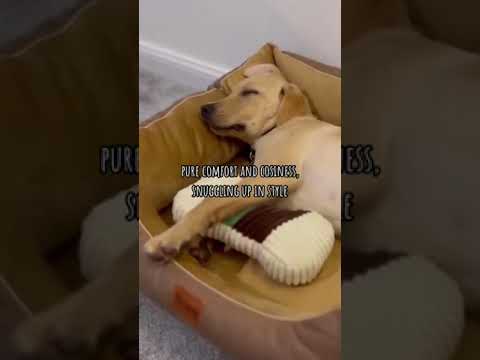 It’s time for a dream come true with our Super Soft Coffee Dog Bed! 🐶💤 #shorts