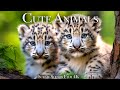 Cute Baby Animals 4K Amazing World Of Young Animals Scenic Relaxation Film