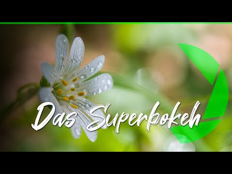 Wie man den Bokeh Effekt mit der Kamera maximiert