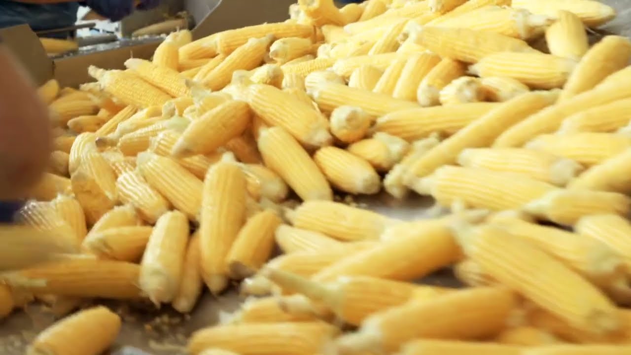 Maicitos | El snack saludable de México | Inflado al vapor