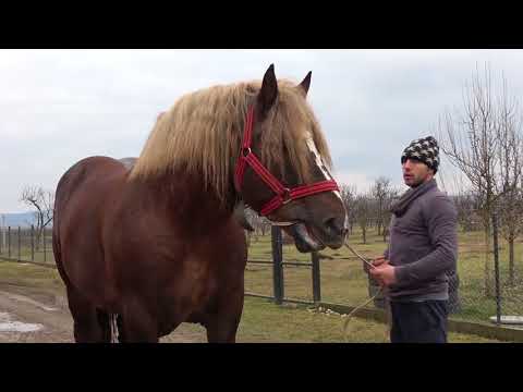 In vizita la Mihai de la Turda, cu Nea' Costel si Cuscru' Daniel 11 feb 2018