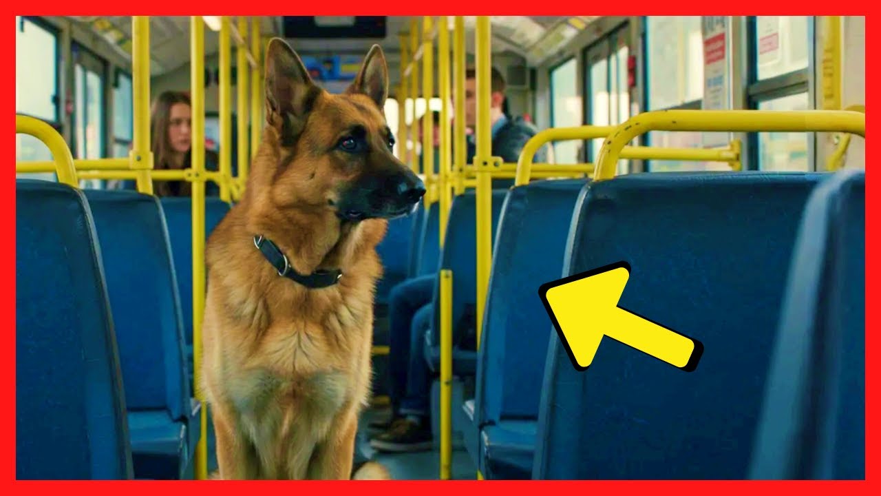 Pastor Alemão Encara Criminosos em Ônibus. O Desfecho Vai Te Surpreender!