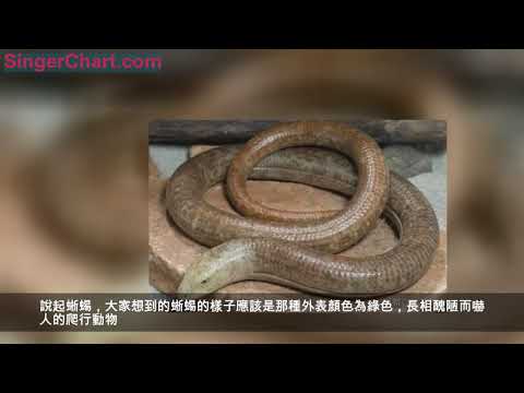 玻璃蛇