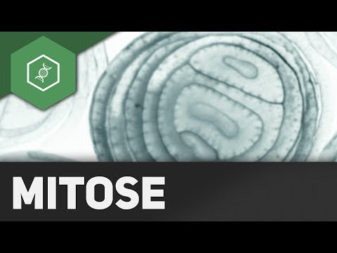 Mitose — REMAKE