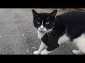 Tuxedo Cat Meows Unbelievably Cute She Says Mrap