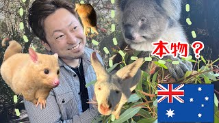 オーストラリアの動物園に潜入したら…#animals #zoo #オーストラリア