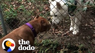 Pittie Wasn&#39;t Allowed Around Dogs Becomes Best Friends With Dog Neighbor | The Dodo Pittie Nation