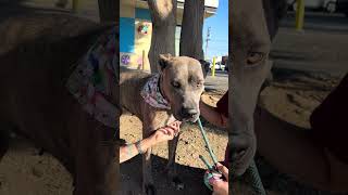 Video preview image #1 American Staffordshire Terrier-Unknown Mix Puppy For Sale in Pasadena, CA, USA