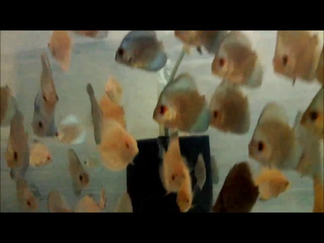 sri lanka's discus fish farming