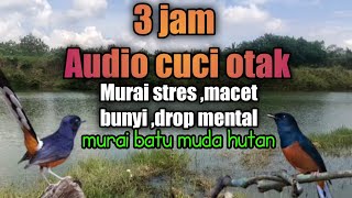 Download lagu ampuh..‼️Pancingan dan terapi murai batu stres ,macet bunyi ,drop mental dan murai batu muda hutan mp3 Download lagu ampuh..‼️Pancingan dan terapi murai batu stres ,macet bunyi ,drop mental dan murai batu muda hutan mp3