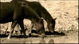 Drought (2011) Video