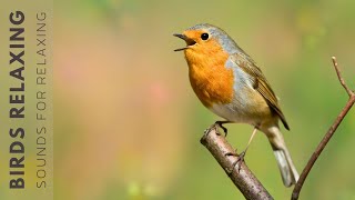 Relaxing Bird Sounds - Birds Singing Heals stress, Anxiety and Depression, Heals the Mind