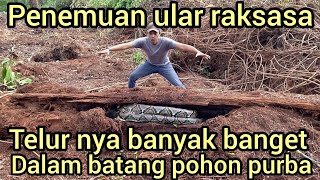 Download lagu MENEGANGK4N PENEMUAN ULAR PYTHON RAKSASA BERTELUR DI DALAM LOBANG BATANG KAYU PURBA mp3