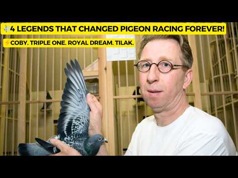 Rôles génétiques stratégiques révélés chez le pigeon voyageur de Koopman : l’histoire de la dispe...