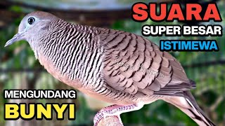 Download lagu Perkutut Lokal Gacor Suara Kung Besar Pancingan Burung Perkutut Agar Bunyi. mp3