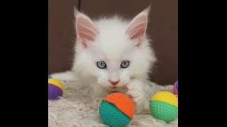 Heart Stealer N'Ice Royal - 9 weeks old white maine coon boy with blue eyes
