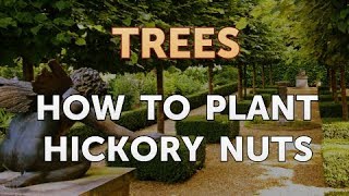 How to Plant Hickory Nuts