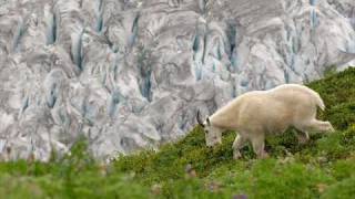 snow come down alaska.wmv