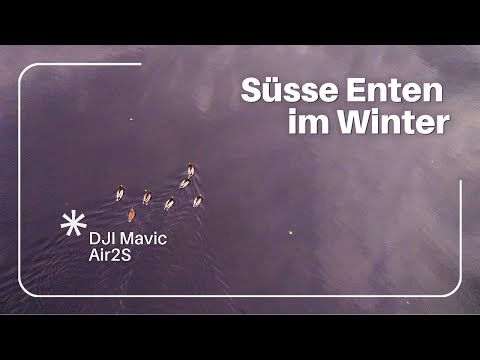 Still, wild, wunderschön: Die Entenfamilie am versteckten Waldsee