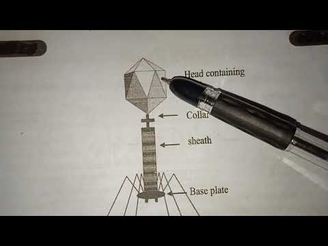 GLYCOLYSIS OR EMP PATHWAY BY PHANINDRA GUPTHA