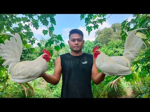 Breeding Tips: White Clarets 🐓