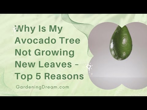 Why Is My Avocado Tree Not Growing New Leaves – Top 5 Reasons
