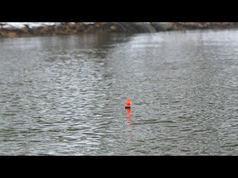 Winter Steelhead BOBBER DOWNS! - January 2022