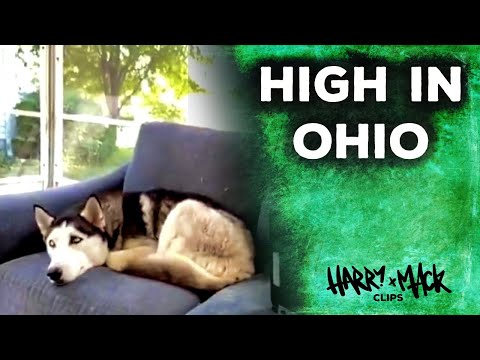 High In Ohio - Harry Mack Freestyle (Omegle Bars 2)