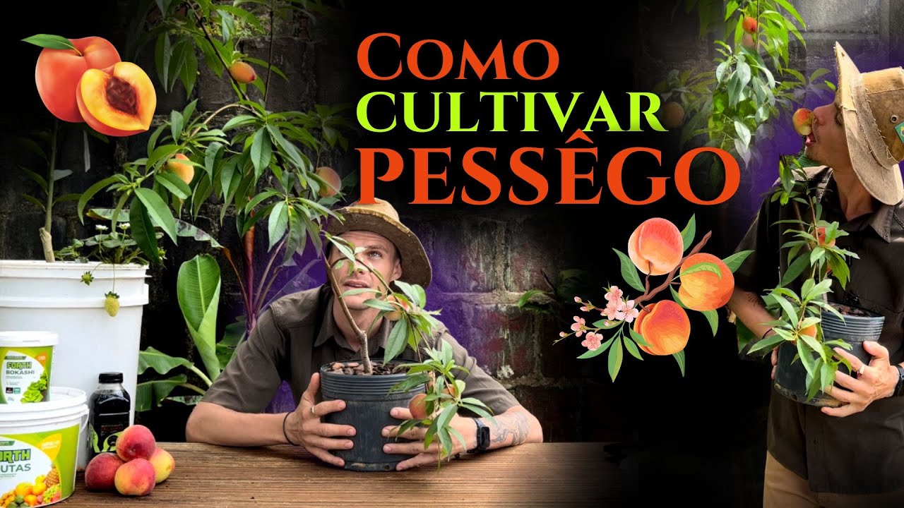 COLHA PÊSSEGO, plantio da semente, CULTIVO, ADUBAÇÃO e Rega